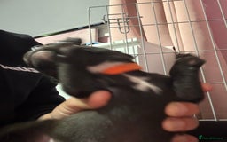 Staffordshire Bull Terrier dogs for sale: Stafford bull terrier pups - Image 10