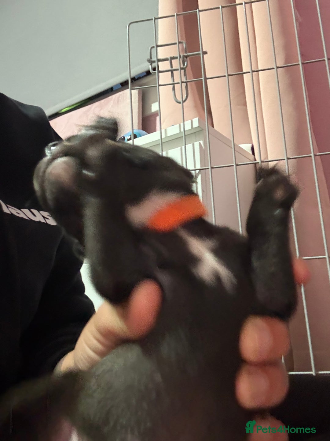 Staffordshire Bull Terrier dogs for sale: Stafford bull terrier pups - Image 10