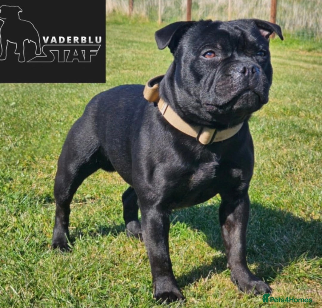 Staffordshire Bull Terrier dogs for sale: KC Registered Mr T & Luminastaffs Puppies - Image 26