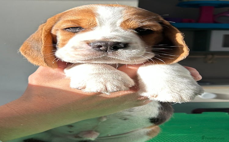 Beagle dogs - Advert 2