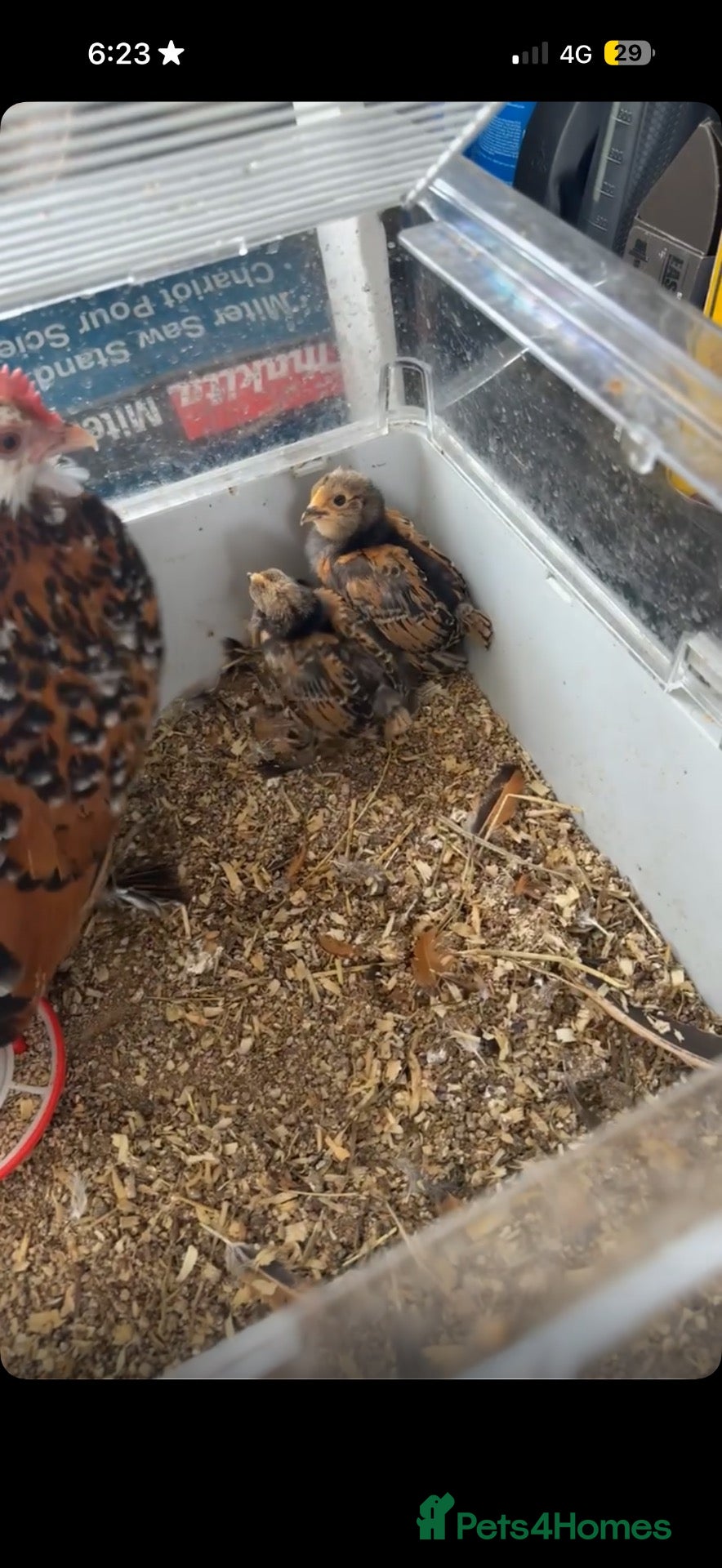 Chickens poultry 2 male barbu d’uccle chicks  - Advert 1