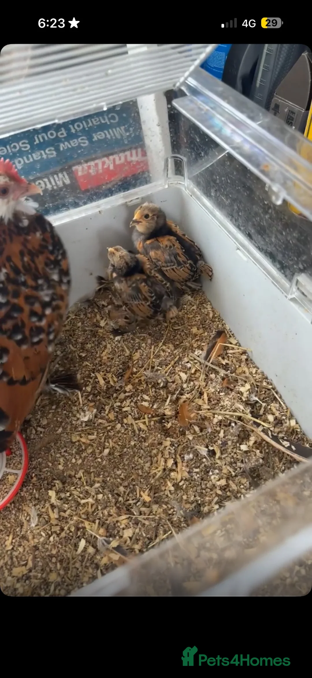 Chickens poultry for sale: 2 male barbu d’uccle chicks  - Advert 1