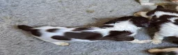 English Springer Spaniel dogs for sale: English Springer Spaniel dog pup in Castle Douglas - Advert 4