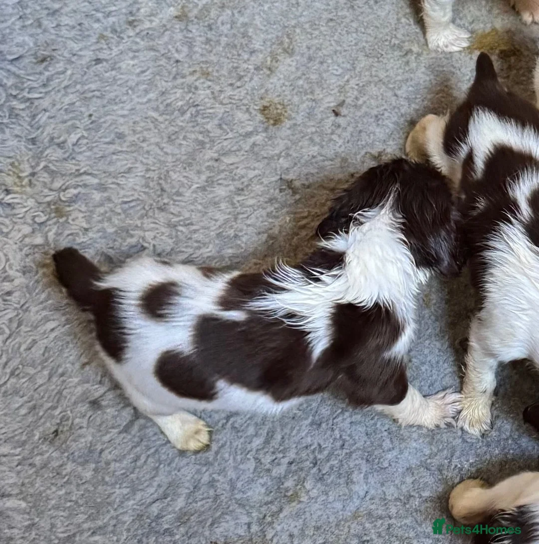 English Springer Spaniel dogs for sale: English Springer Spaniel dog pup in Castle Douglas - Advert 4