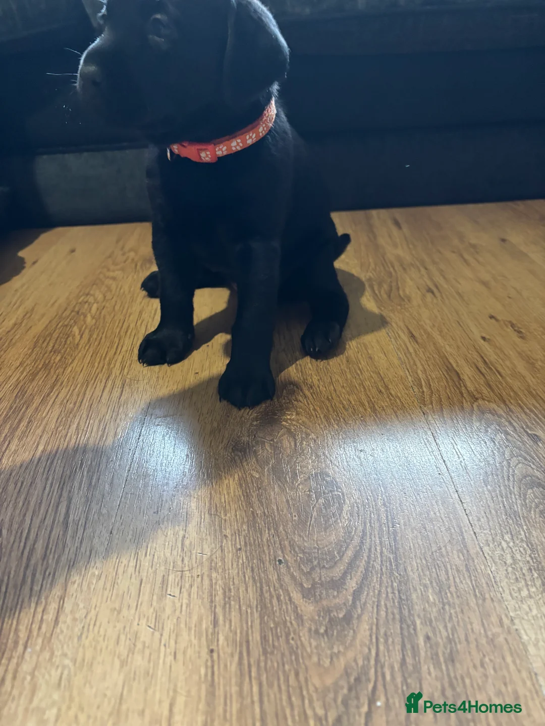 Labrador Retriever dogs for sale: Stunning lab pups - Advert 2