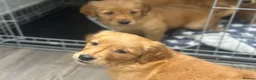 Golden Retriever dogs for sale: Dark Golden KC registered Golden retrievers - Advert 8