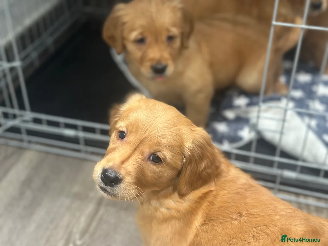 Golden Retriever dogs for sale: Dark Golden KC registered Golden retrievers - Advert 8