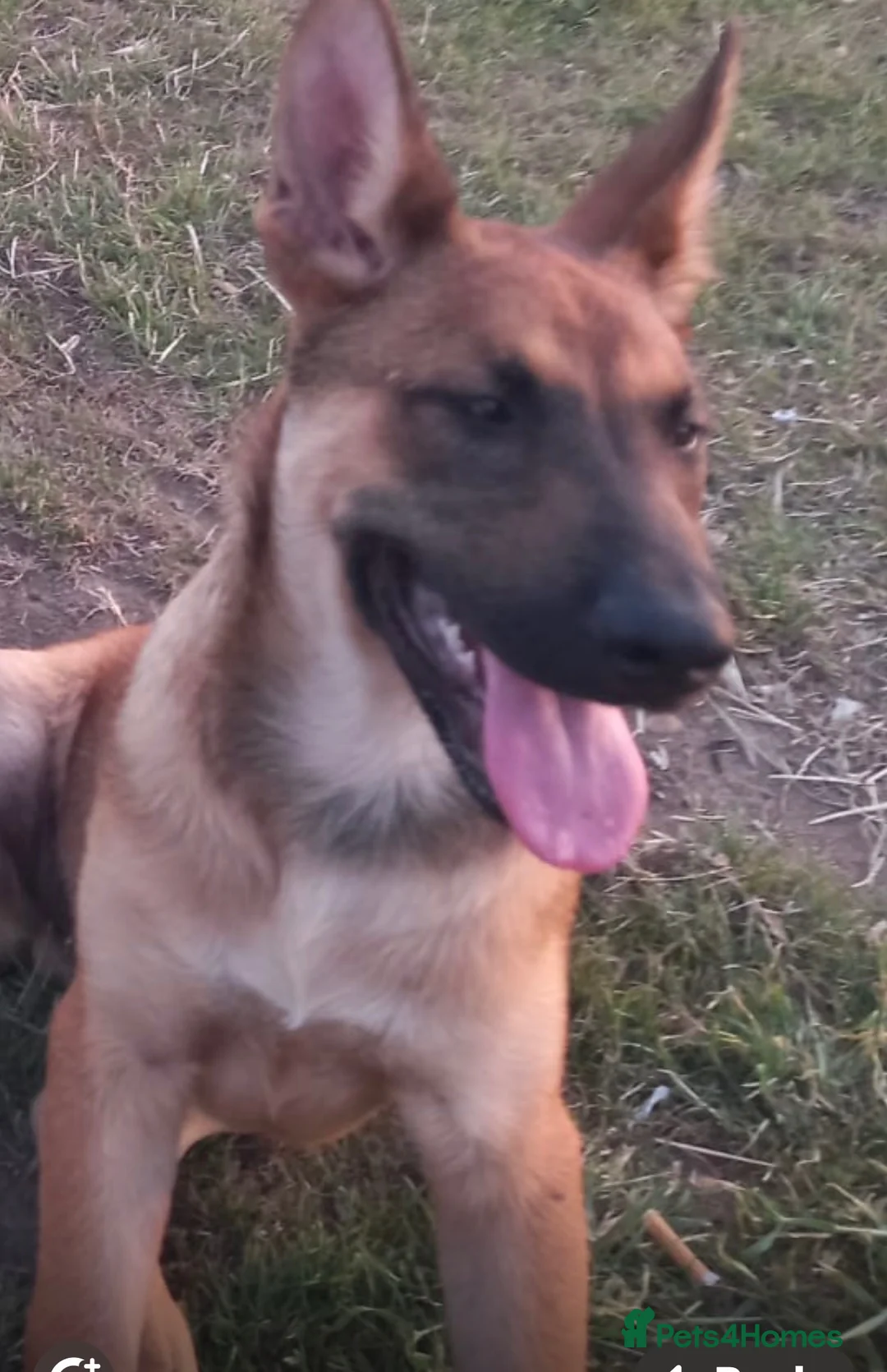 Mixed Breed dogs for sale: New home needed - Advert 2