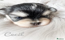 Chihuahua dogs for sale: Long coat girl and boy available  - Image 13