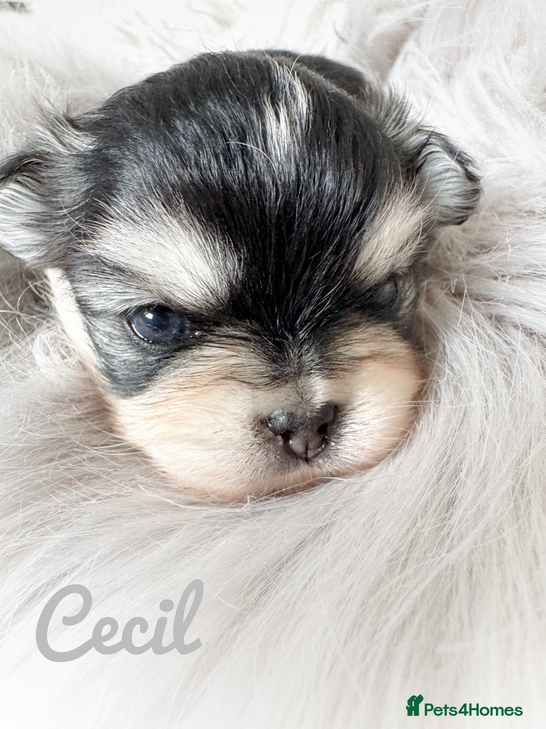 Chihuahua dogs for sale: Long coat girl and boy available  - Image 13