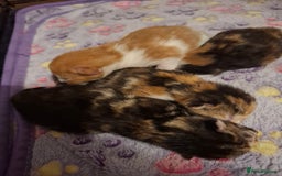 Mixed Breed cats for sale: Beautiful kittens - Advert 6