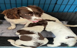 English Springer Spaniel dogs for sale: Beautiful English springer spaniel puppies - Image 12