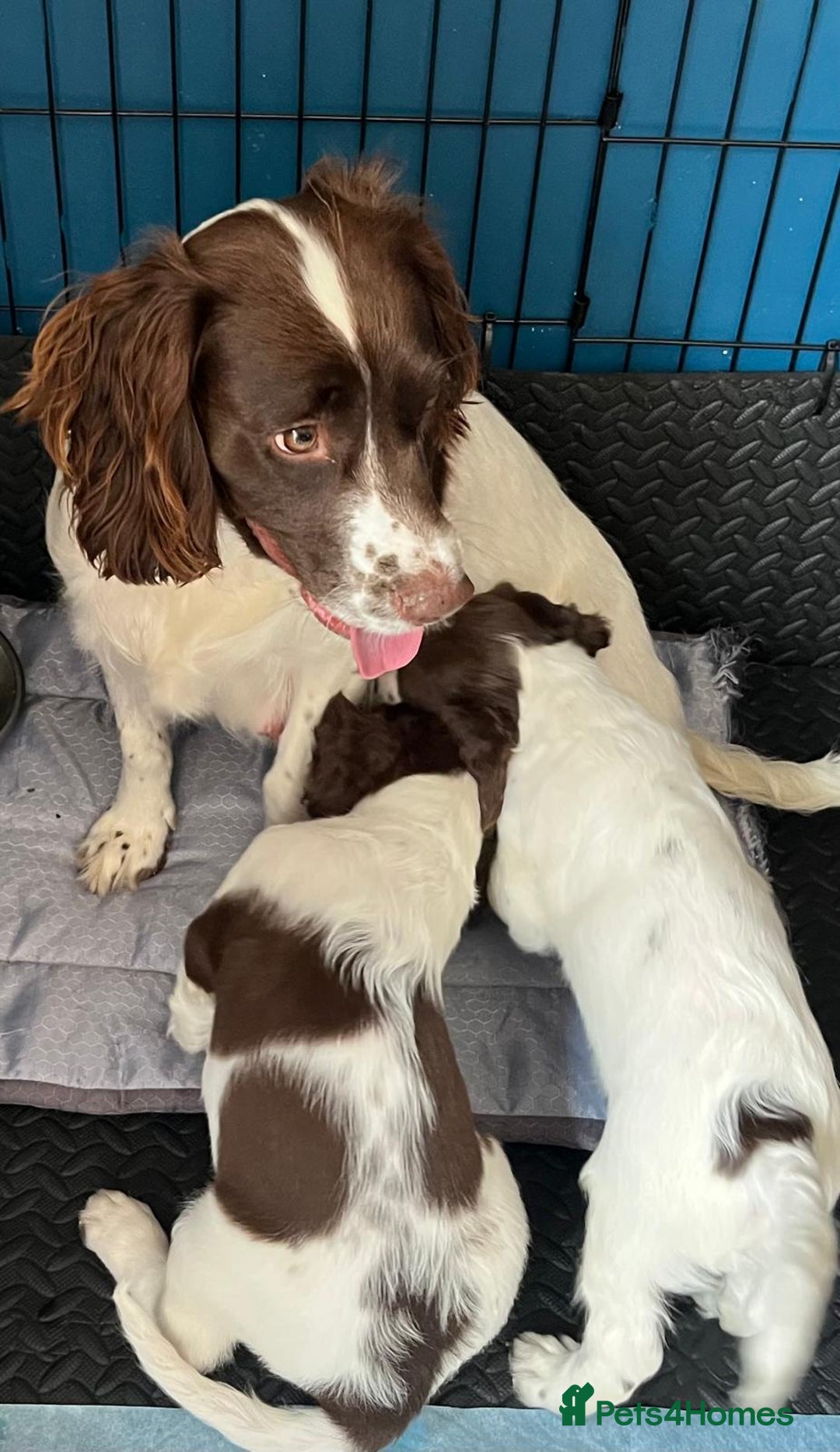 English Springer Spaniel dogs for sale: Beautiful English springer spaniel puppies - Image 12