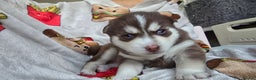 Pomsky dogs for sale: Pomsky Puppies for Sale - Advert 33
