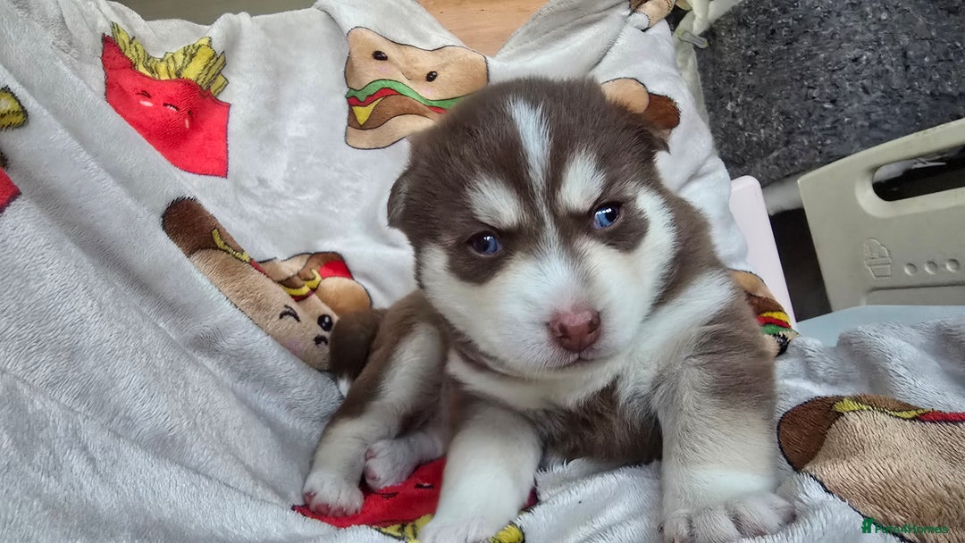 Pomsky dogs for sale: Pomsky Puppies for Sale - Advert 33