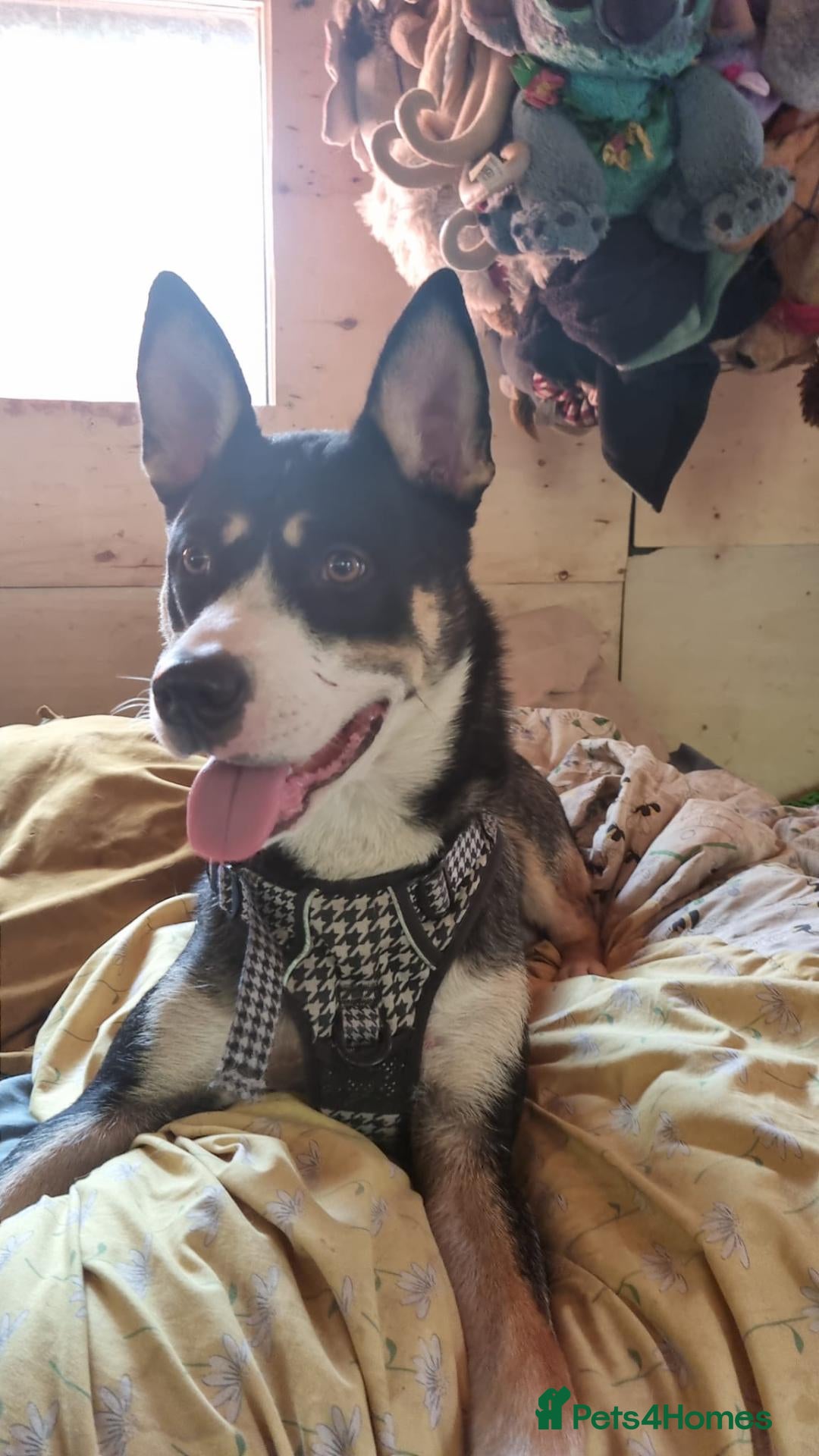 Mixed Breed dogs Nala is looking for her forever home - Advert 4