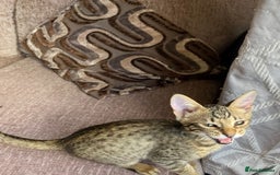 Chausie cats for sale: Savannah x chausie  - Image 6