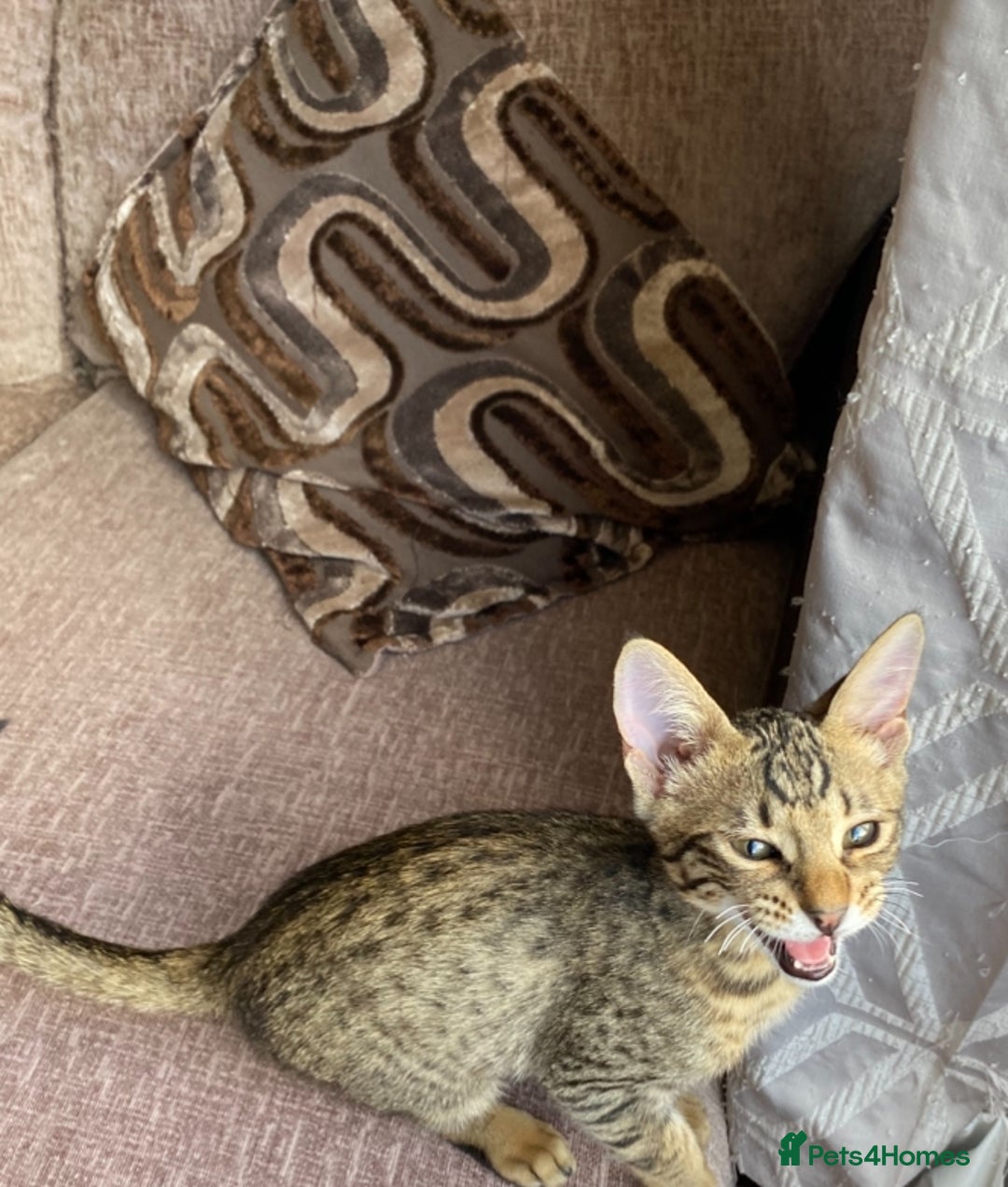 Chausie cats for sale: Savannah x chausie  - Image 6