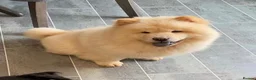 Chow Chow dogs for sale: Chow chow pup - Advert 1