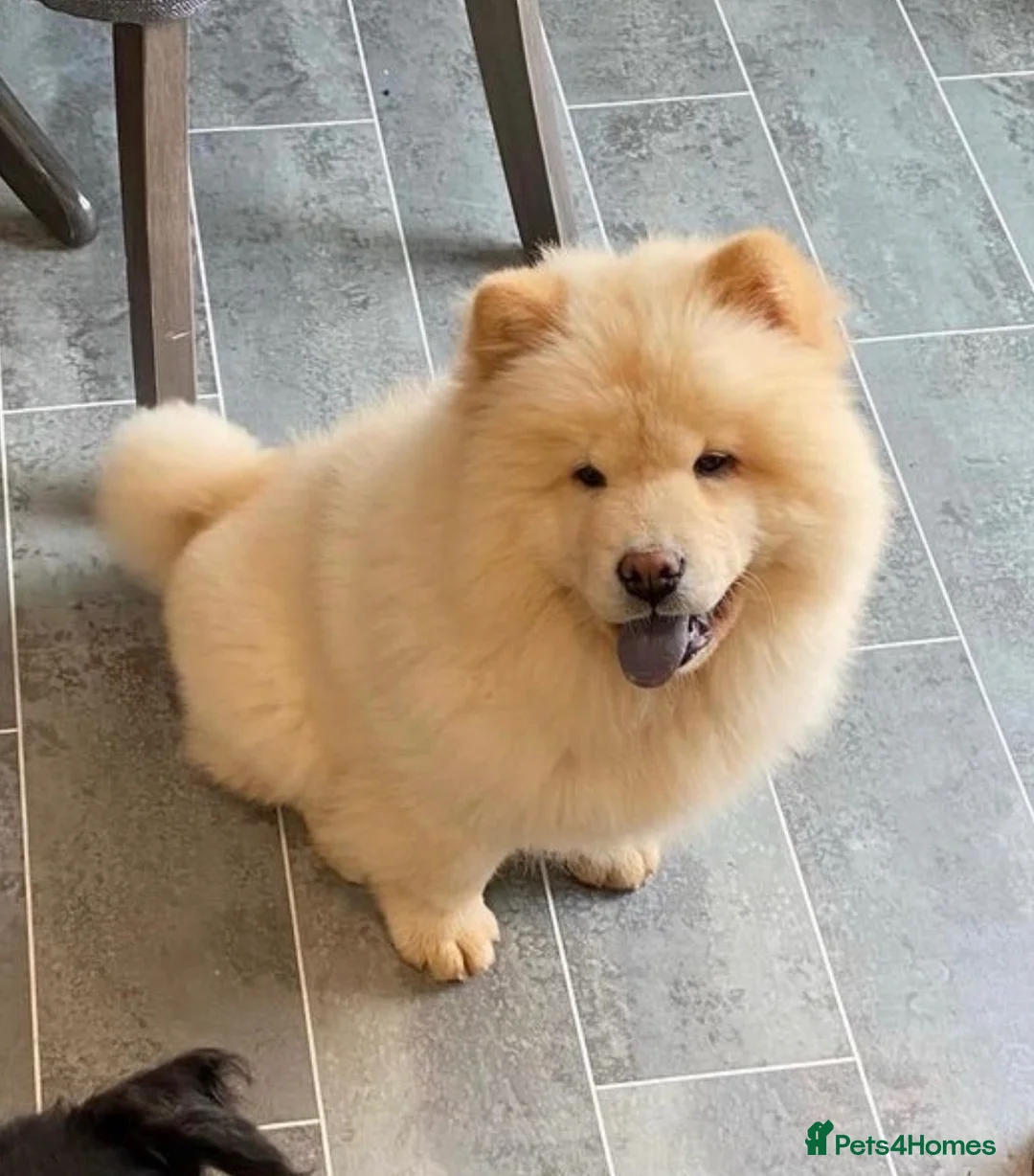 Chow Chow dogs for sale: Chow chow pup - Advert 1
