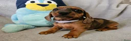 Dachshund dogs for sale: Gorgeous Long hair and short hair puppies - Advert 9