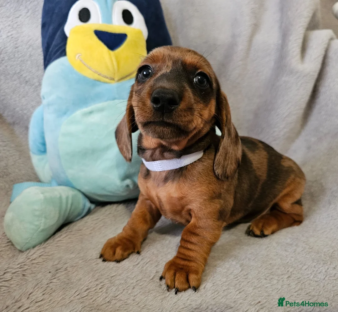Dachshund dogs for sale: Gorgeous Long hair and short hair puppies - Advert 9