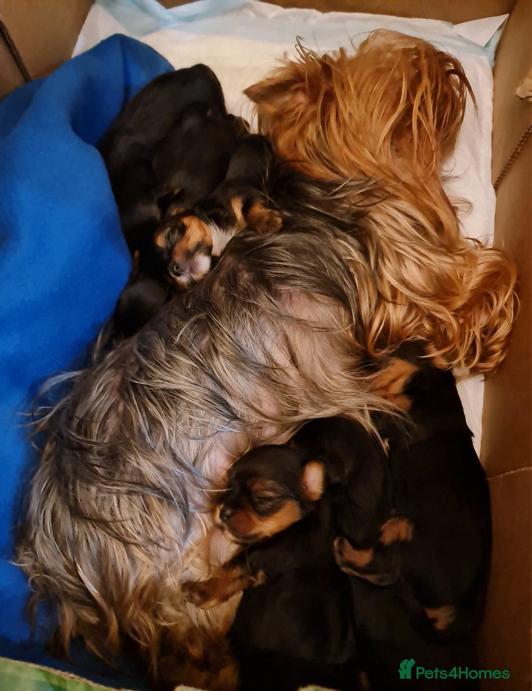 Yorkshire Terrier dogs for sale: Mini Yorkshire Terrier - Advert 1