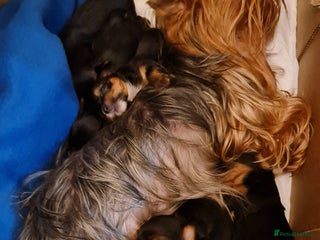 Yorkshire Terrier dogs Mini Yorkshire Terrier - Advert 17