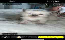 Ragdoll cats for sale: Ragdoll kittens - Image 4