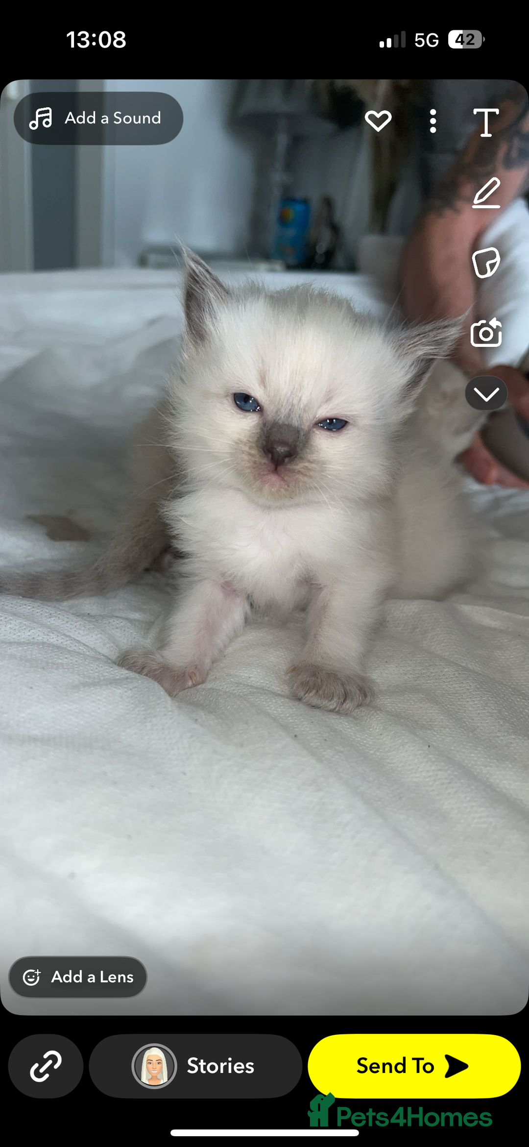 Ragdoll cats for sale: Ragdoll kittens - Image 4