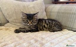 Mixed Breed cats for sale: Beautiful tabby boy kitten  - Image 1