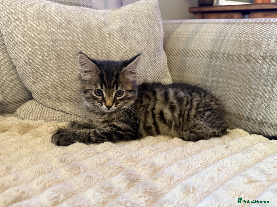 Mixed Breed cats for sale: Beautiful tabby boy kitten  - Image 1