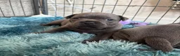 Staffordshire Bull Terrier dogs for sale: Beautiful blue Staffordshire bull terrier puppies  in Coventry - Advert 16