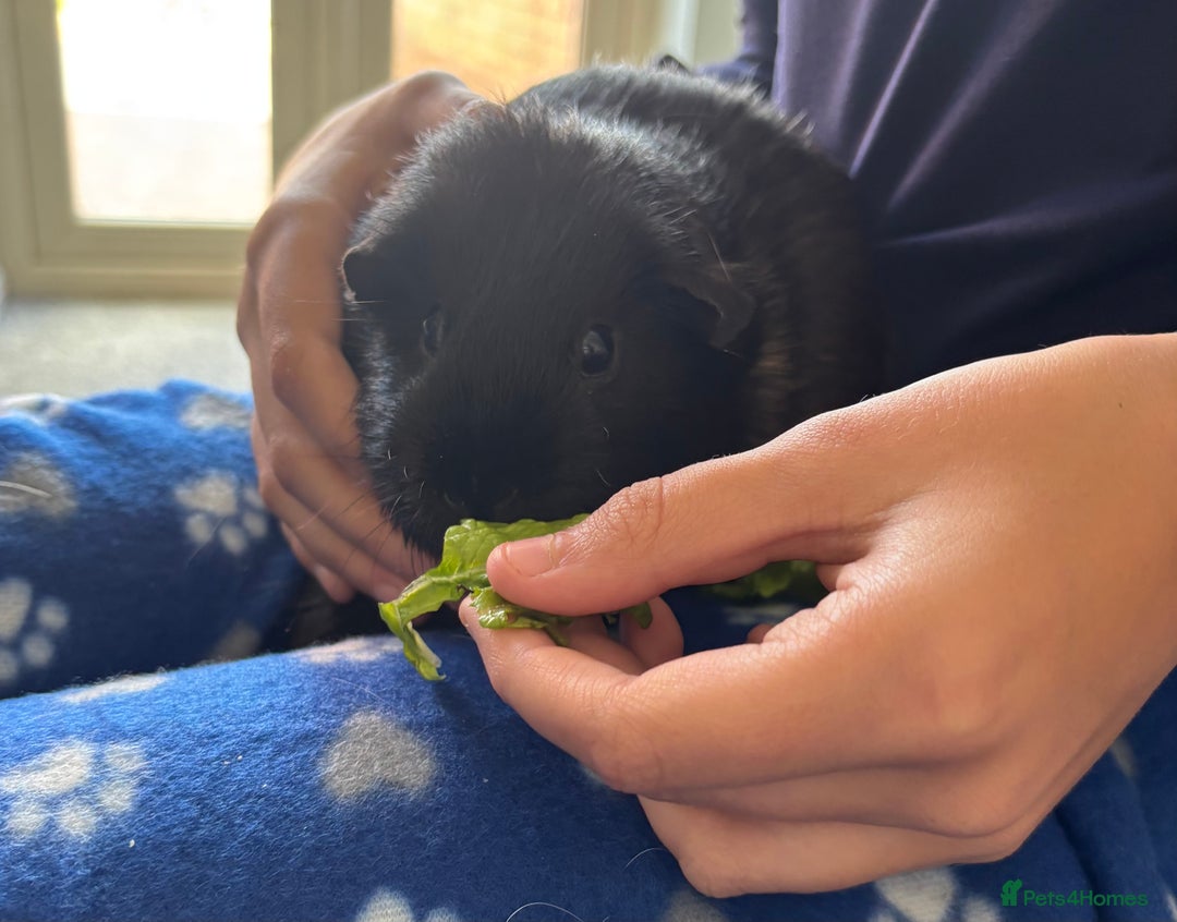 Guinea Pig rodents for sale: 3 Bonded Females - Advert 2