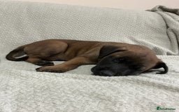 Belgian Shepherd Dog dogs for sale: 6 adorable Belgian malinois puppy's for sale  - Image 19