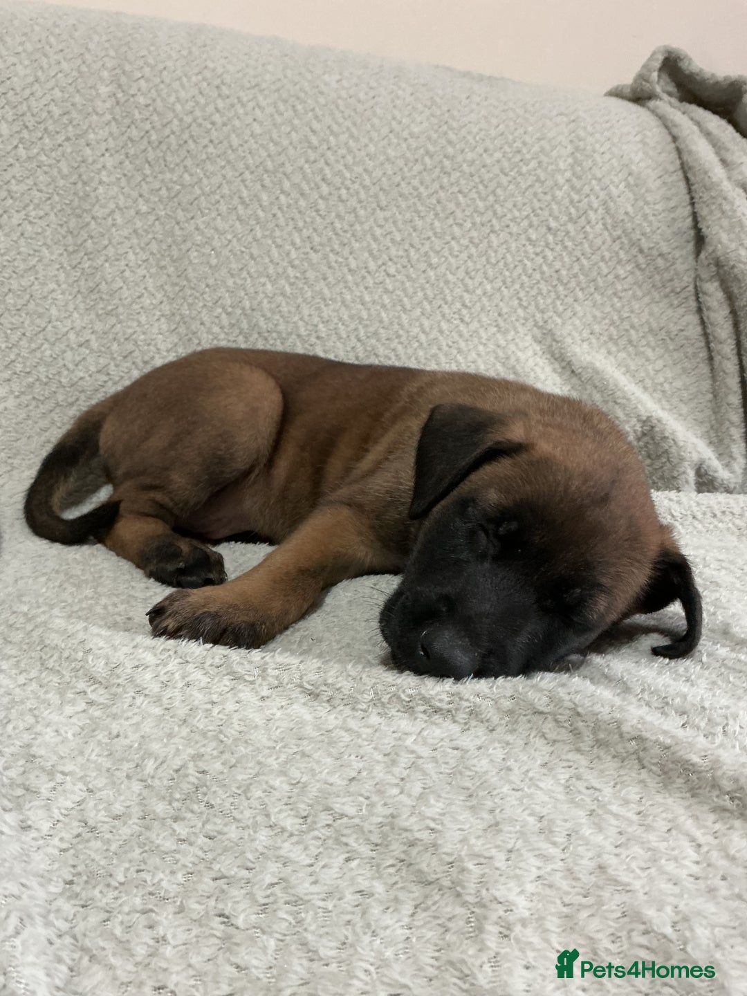 Belgian Shepherd Dog dogs for sale: 6 adorable Belgian malinois puppy's for sale  - Image 19