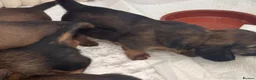 Dachshund dogs for sale: Long & Short haired Sable crea Dachshund puppies  - Advert 24