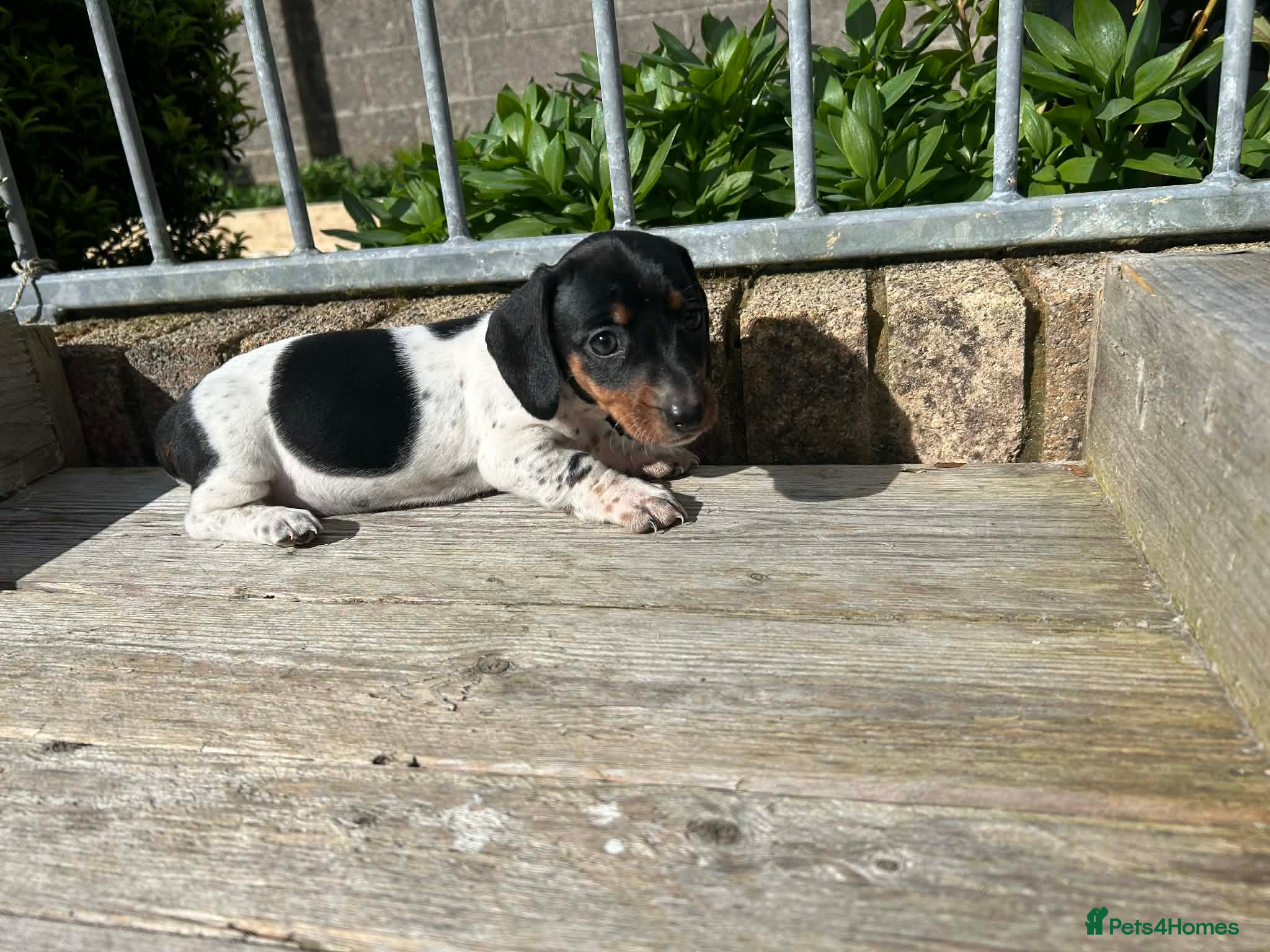 Dachshund dogs MINIATURE DACHSHUND PUPS PIEBALD KC REG PRA CLEAR - Advert 1