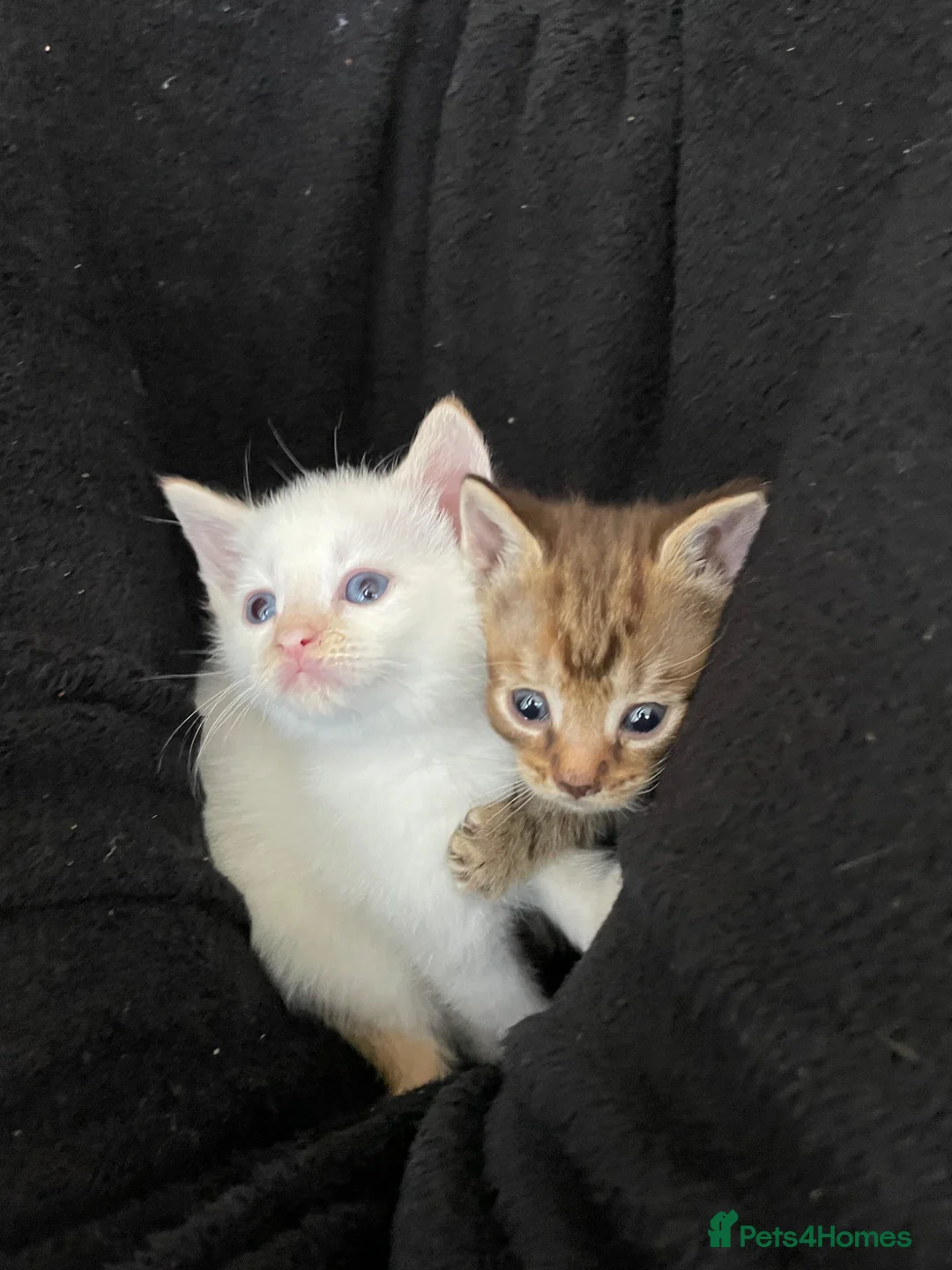 Mixed Breed cats for sale: Cream point Ragdoll cross  - Advert 2