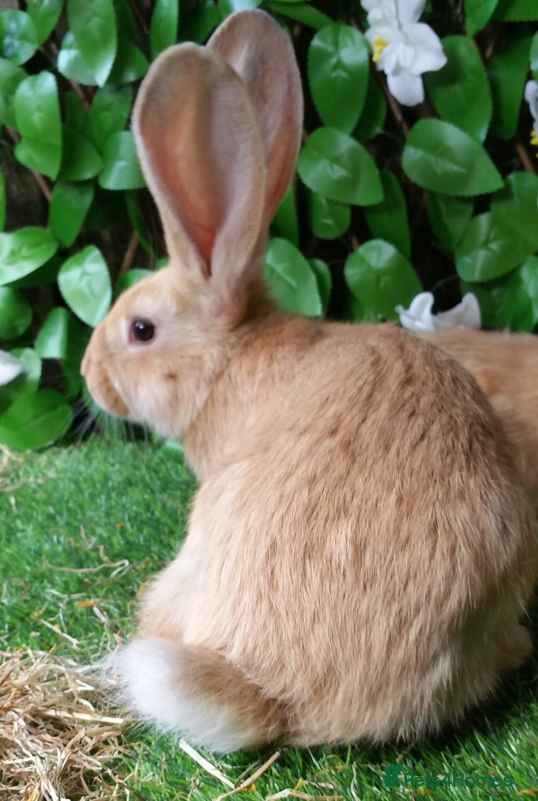 Giant Papillon rabbits for sale: Pure Giant Papillon Kits - Vaccinated - READY NOW - Advert 5