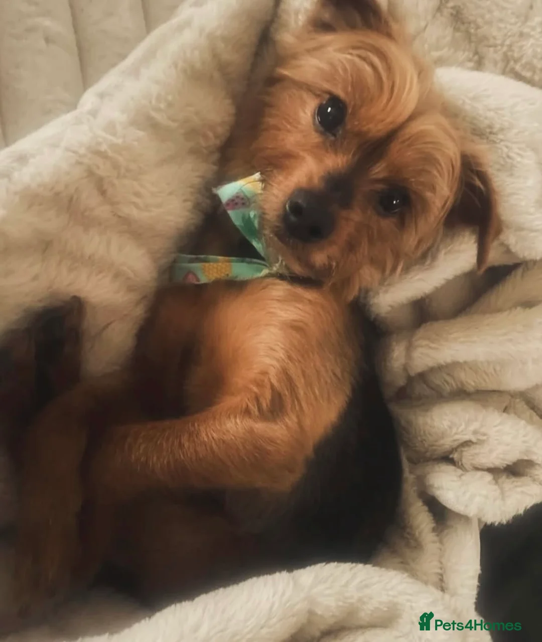 Yorkshire Terrier dogs for sale: Dolly 9 years old  - Advert 1