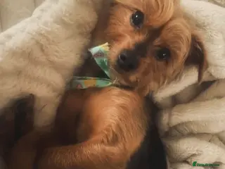 Yorkshire Terrier dogs Dolly 9 years old - Advert 2