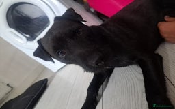 Patterdale Terrier dogs for sale: Patterdale pups - Image 28