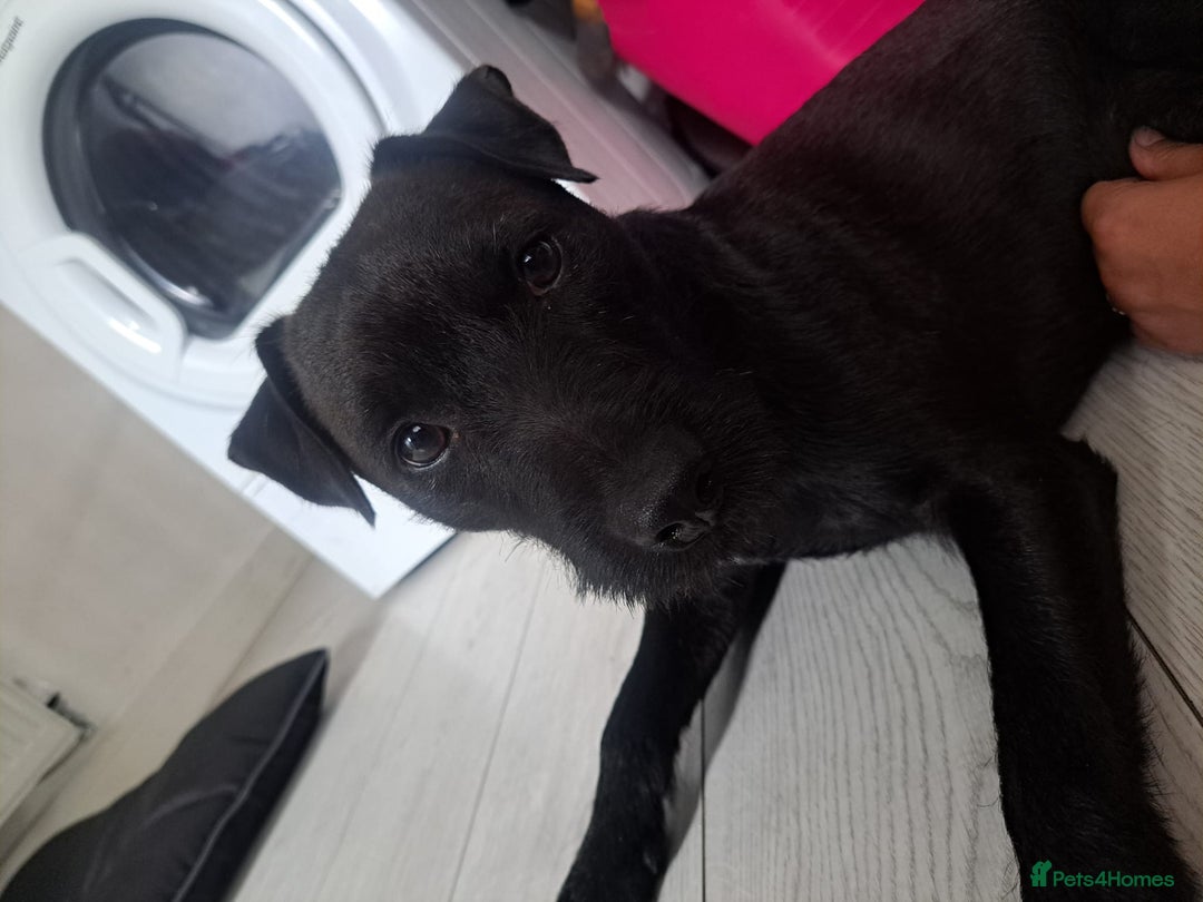 Patterdale Terrier dogs for sale: Patterdale pups - Image 28