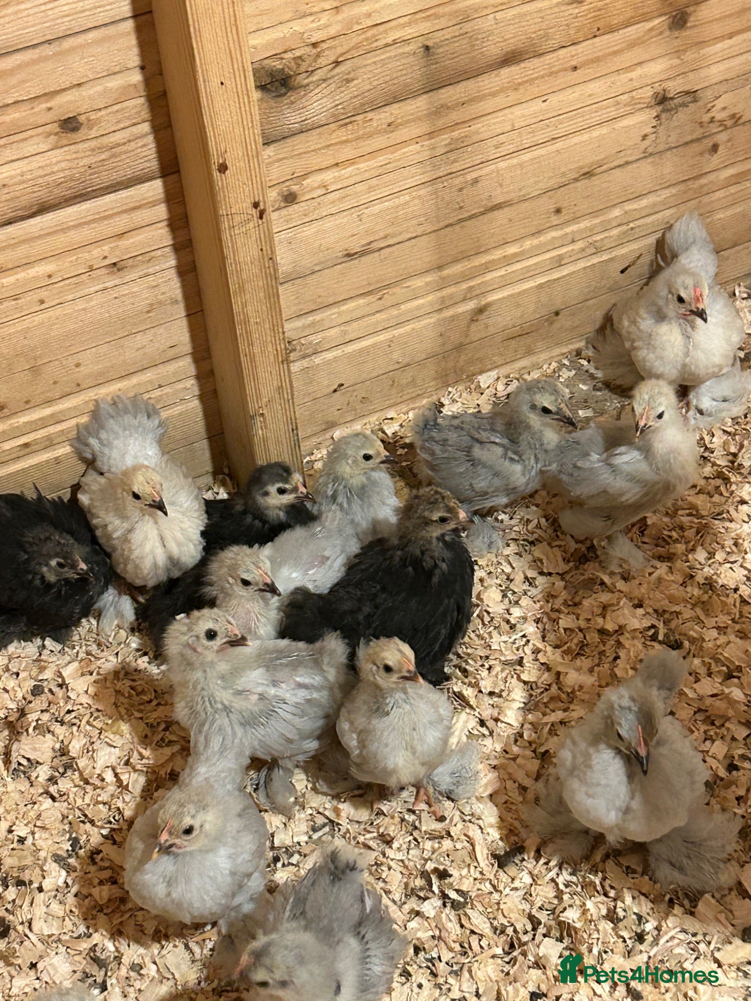 Hens poultry Pekin hens/cock/young /day old chicks  - Advert 16