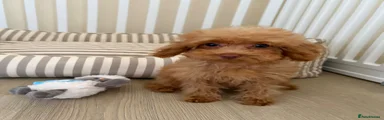 Toy Poodle 3