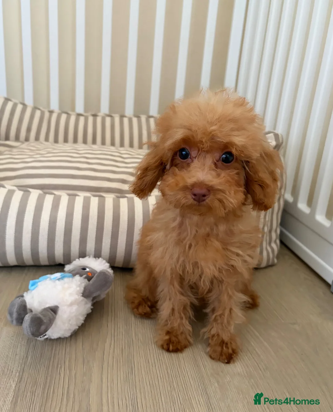 Toy Poodle dogs for sale: Health tested Toy poodle puppies  - Advert 16