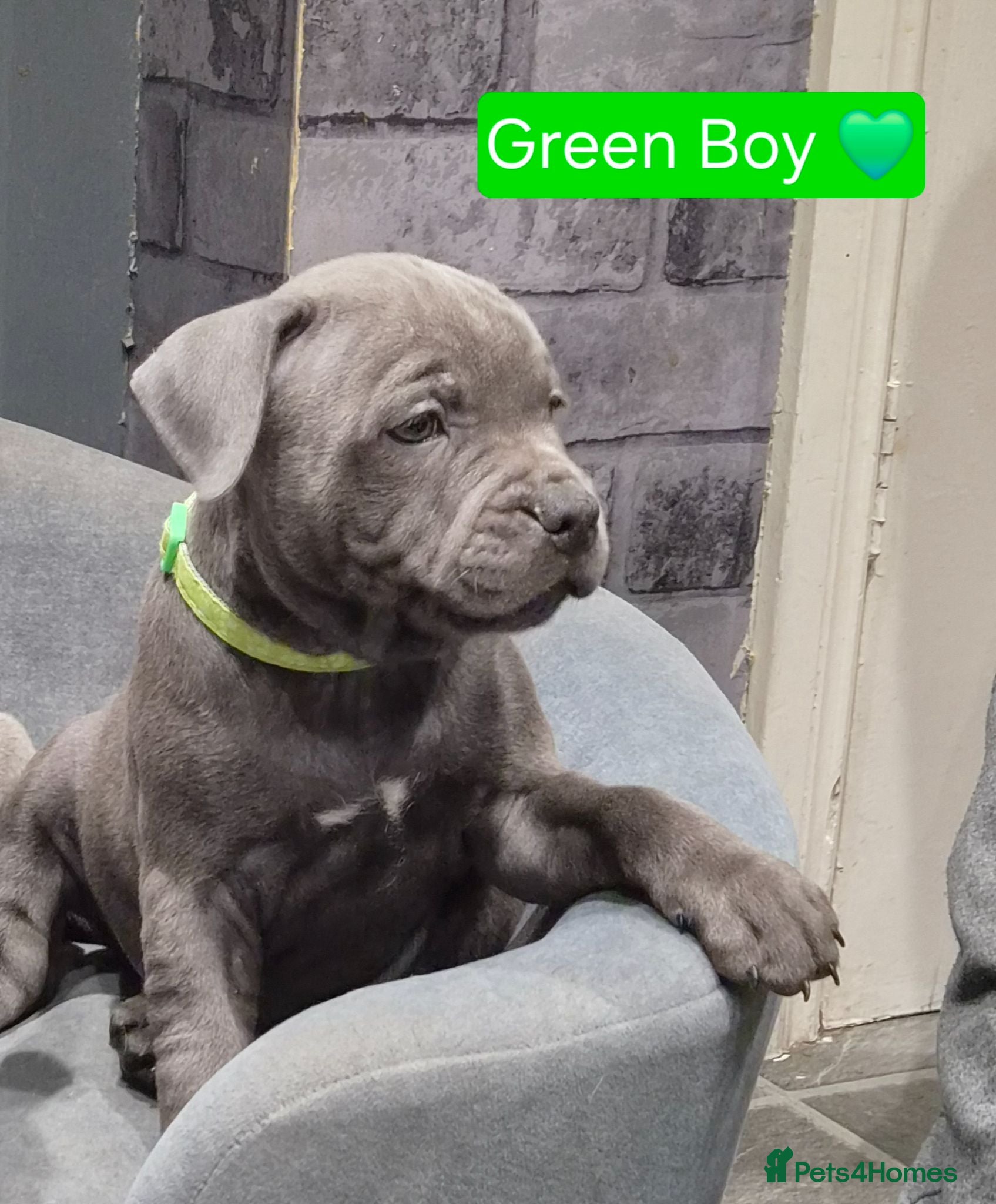 Staffordshire Bull Terrier dogs LAST BOY SIRED BY ROYAL REGIMENT KC REGISTERED - Advert 16