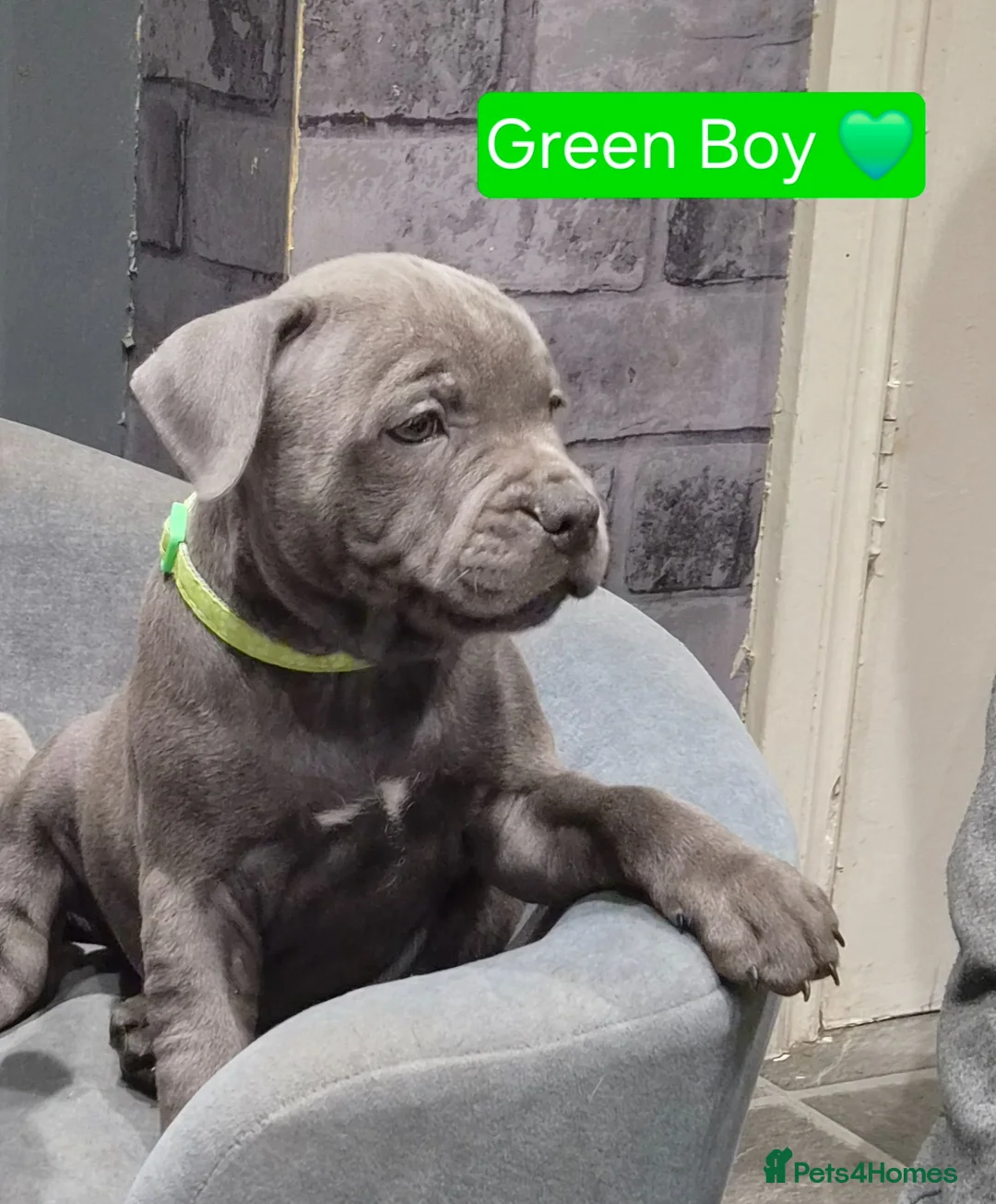 Staffordshire Bull Terrier dogs for sale: LAST BOY SIRED BY ROYAL REGIMENT KC REGISTERED - Advert 2
