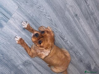 Cavalier King Charles Spaniel dogs KC Beautiful ruby - Advert 1